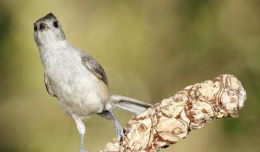 Corpus Christi Bird Watching