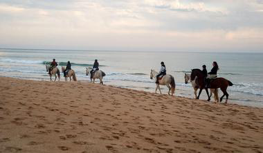 Horses On The Beach