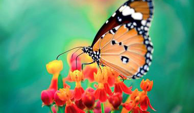 South Texas Botanical Gardens & Nature Center